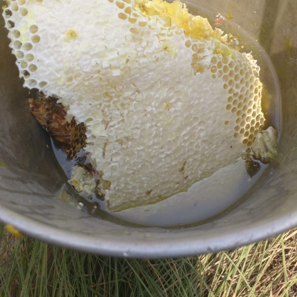 Chatta honey jangali